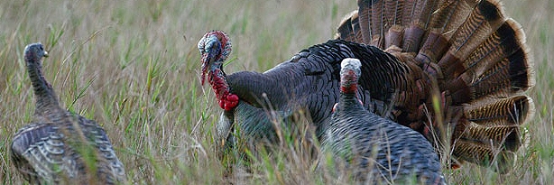 osceola-turkey