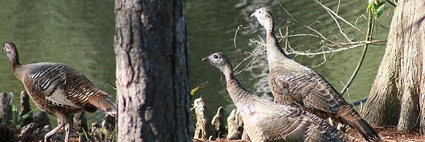 alabama-wild-turkey