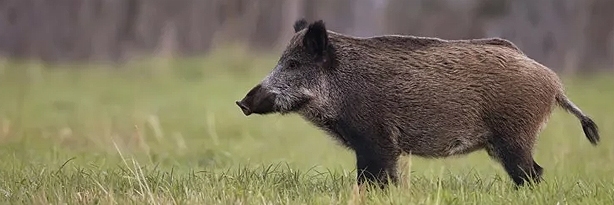 florida-wild-hog