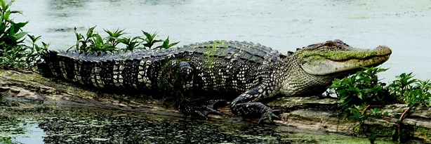 freshwater-eco-trip freshwater-eco-trip