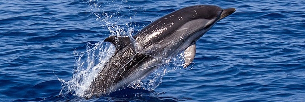 saltwater-eco-trip saltwater-eco-trip