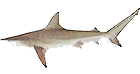 Blacktip