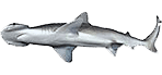 Bonnethead