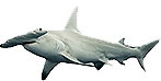 Hammerhead