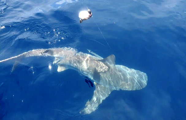 shark-fishing-charter-img